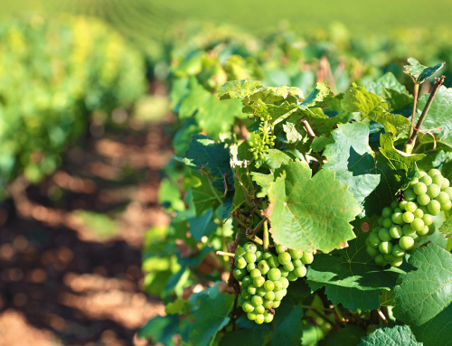 ARBENTIA e Isagri se unen para impulsar juntos la innovación y la transformación digital en el mundo de la bodega