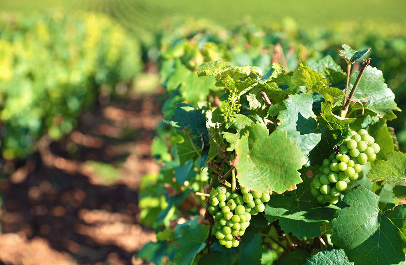 uvas en un viñedo